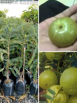 ต้นมะขามป้อมยักษ์อินเดีย ทวาย