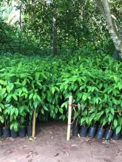 กิ่งชำหรือกิ่งตอนต้นผักเหลียง