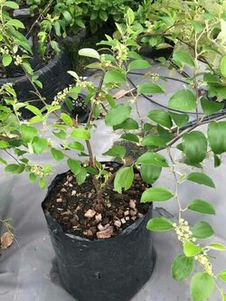 ต้นพุทราจัมโบ้ (ขั้นต่ำ 3 ถุง)