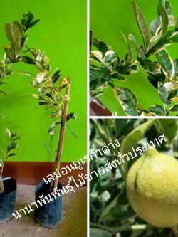 #เลม่อนยูเรก้าด่าง ต้นเลม่อนด่าง