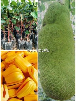 ต้นขนุนทองส้ม