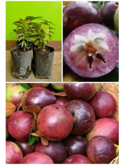 ต้นสตาร์แอปเปิ้ล หมากน้ำนม ต่นเพาะเมล็ดพร้อมปลูก
