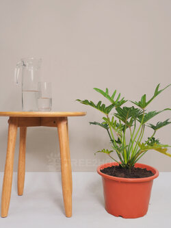 ต้นซานาดู