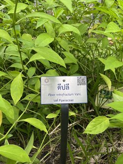 ป้ายชื่อต้นไม้ ป้ายปักต้นไม้