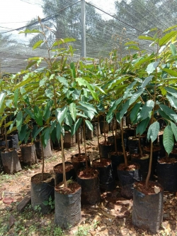 ต้นทุเรียนหมอนทอง