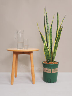 ต้นลิ้นมังกร