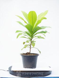 ต้นจิกเศรษฐี