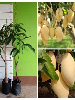 🥭🥭มะม่วงน้ำดอกไม้สีทอง ต้นทาบสวยๆพร้อมส่งคะ