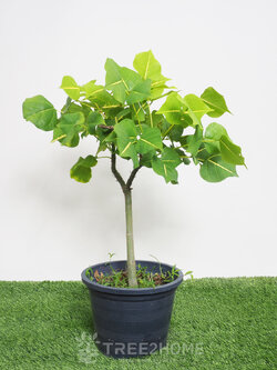 ต้นทองหลางลาย