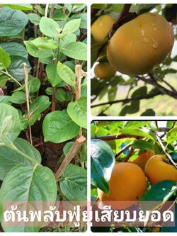 ต้นพลับฟู่ยู่ เสียบยอด