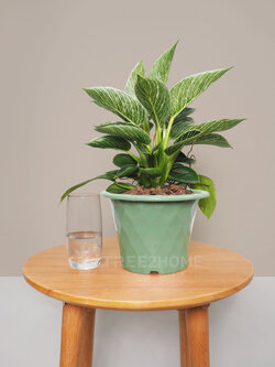 ฟิโลเดนดรอน เบอร์กิ้น