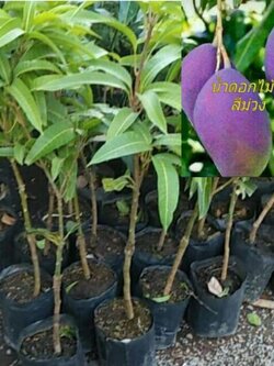 มะม่วงน้ำดอกไม้สีม่วง พันธุ์ไม้หายากพร้อมส่ง