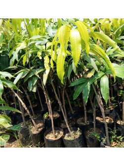 ต้นมะม่วงมหาชนก ต้นมะม่วงพันธุ์ดี ผลใหญ่หอมหวาน