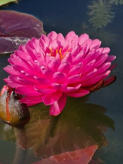 บัว มาลิกาญจน์ Malikarn บัวฝรั่งดอกช้อนสวยงาม