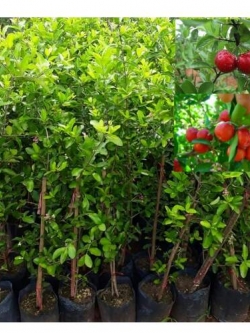 ต้นเชอรี่หวานญี่ปุ่น พันธฺุ์มานันว์