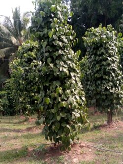 ต้นพริกไทยชีลอน(แบบถุงชำ)