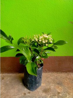 🌸#ต้นหอมเจ็ดชั้น ไม้หอมยืนต้น กำลังดอกเชียว พร้อมลงปลูกจ้า