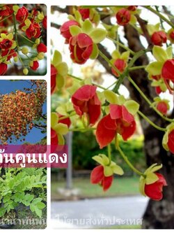 📌📌 ต้นคูนแดง📌📌 คูนแดง ลำต้นโตสวยมากคะ “คูนแดง” มีถิ่นกำเนิดจาก ประเทศออสเตรเลีย