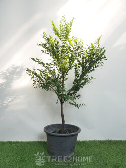 ต้นล่ำซำ