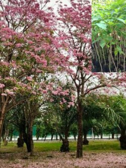 ต้นชมพูพันธุ์ทิพย์ ขนาด 60-80ชม.