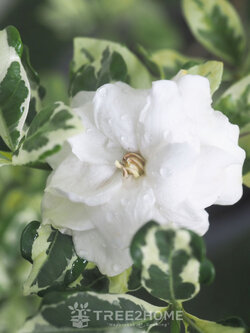 ต้นพุดซ้อนด่าง