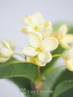 ต้นหอมหมื่นลี้