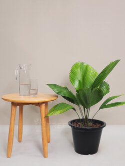 ต้นปาล์มพัดจีบ