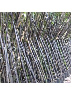 🌚ไผ่ดำญี่ปุ่น ไผ่ที่เหมาะสำหรับตกแต่งรั้วบ้าน สวน