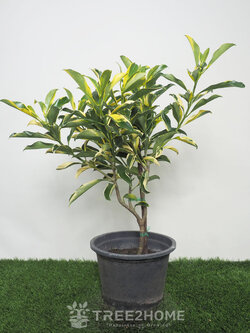 ต้นแก้วมุกดาด่าง