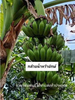 🍌🍌หน่อกล้วยน้ำหว้ายักษ์ ลูกใหญ่เครือยักษ์ พร้อมลงปลูกคะ