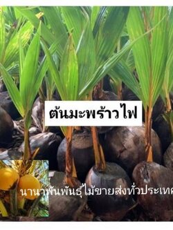 🌴#ต้นมะพร้าวไฟ 🚚ฟรีค่าส่ง ต้นลงปลูกได้เลยคะ