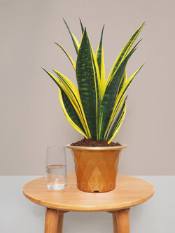 ต้นลิ้นมังกร (Golden Frame)