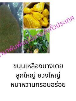 ต้นขนุนเหลืองบางเตย ขนุนเหลืองบางเตยลูกใหญ่ยวงใหญ่หนากรอบอร่อย ออกลูกทวายคนโบราณนิยมปลูกขนุนเชื่อว่าช่วยหนุนนำคนใบบ้าน