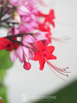 ต้นมังกรคาบแก้ว สีชมพู (พวงนาค)