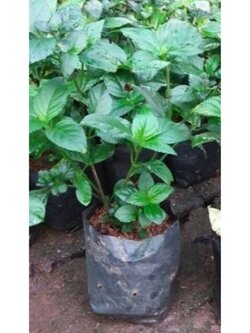 ต้นเนียมหอมหรือเนียมอ้ม chloranthus spicatus