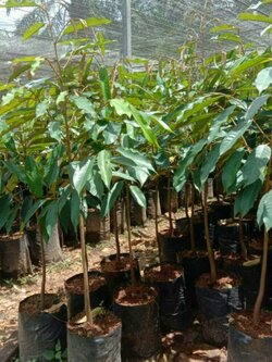 ต้นทุเรียนพวงมณี (แบบเสียบยอด)(ขั้นต่ำ2 ต้น)