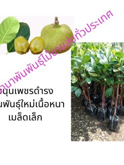 ต้นขนุนเพชรดำรง ขนุนเพชรดำรงเป็นขนุนพันธุ์ใหม่เนื้อหนาเมล็ดเล็กแม่ค้านิยมนำมาขายต้นขนุนนิยมปลูกเพื่อหนุนให้คนในบ้านเจริญ