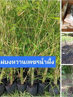 💥#ต้นไผ่บงหวานเพชรน้ำผึ้งเบอร์3 พร้อมส่งจ้า