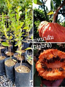 💥#น้อนหน่าส้ม #น้อยหน่ากาบาหรือGlabra pon apple