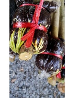 #กิ่งตอนผักหวานป่ายอดเหลืองทอง กิ่งใหญ่รากแน่นพร้อมปลูก