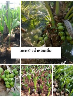 🌴#มะพร้าวน้ำหอมต้นเตี้ย พร้อมลงปลูกคะ