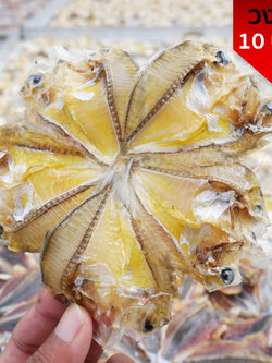 ปลาบุตตรี วงละ 10 บาท / 1แพค 100 บาท