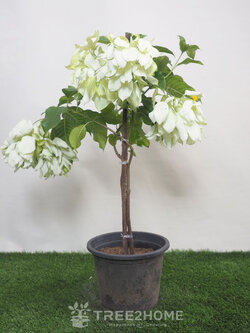 ต้นดอนญ่า สีขาว