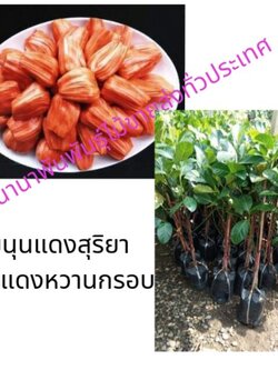 ต้นขนุนแดงสุริยา เป็นขนุนเนื้อสีแดงน่าทาน เนื้อแดงหวานกรอบปลูกง่าย ต้นขนุนยงนิยมปลูกในบ้านเพื่อหนุนให้บ้านเจริญรุ่งเรือง