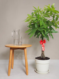 ต้นศุภโชค