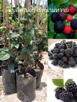 #ต้นแบล็คเบอรี่Prime ark freedomไร้หนามทวาย ชุด 2 ต้น