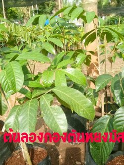 ต้นลองกองตันหยงมัส(แบบเสียบยอด)ต้นขนาด 30-40 ชม.วัดจากปากถุง