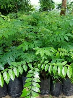 ต้นหมุยหรือต้นสมุย ผักทานใบผักแกล้ม