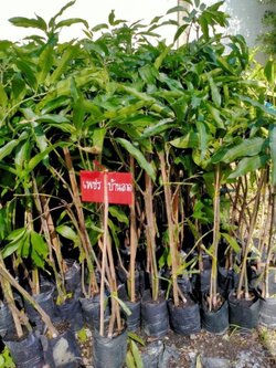 🥭ต้นมะม่วงเพชรบ้านลาด ทาบกิ่งสวยๆค่ะ