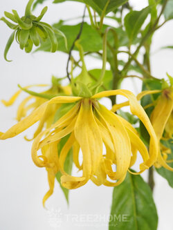 ต้นกระดังงาสงขลา